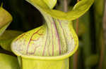 Green pitcherplant